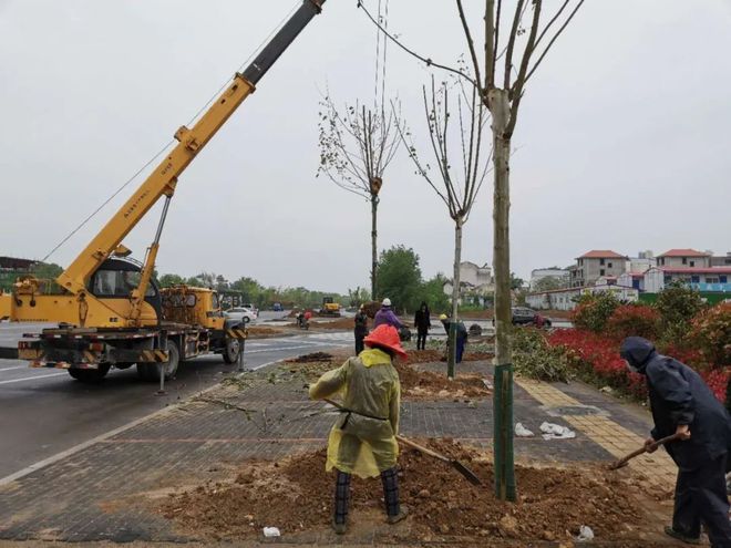 麻城城區(qū)這些道路開啟綠化工程,這條路綠化投資4000萬,長3.3公里